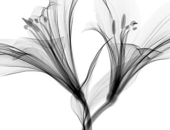 siro hotels and resort.